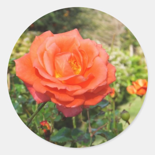 Aufkleber für rote Rosen (Vorderseite)