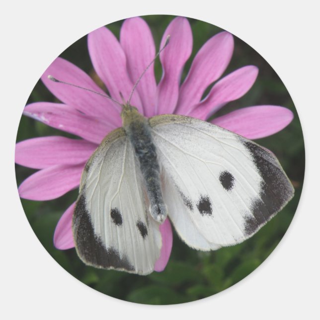 Aufkleber für Schmetterlinge und rosa Blume (Vorderseite)
