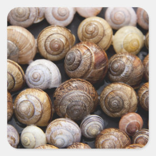 Aufkleber für Schnecken-Muscheln