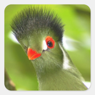 Aufkleber für tropengrüne Vögel