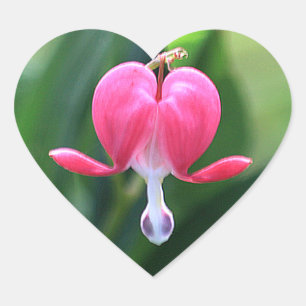 Aufkleber für Umschlag Aufkleber der Herzbluten