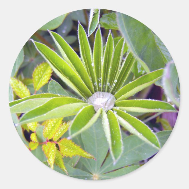 Aufkleber für wassergefüllte Lupine-Blätter (Vorderseite)