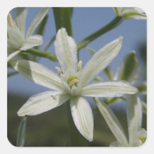Aufkleber für weiße Blume