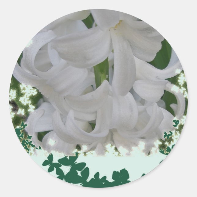Aufkleber für weiße Hyacinths (Vorderseite)