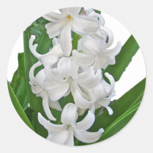 Aufkleber für weiße Hyacinths
