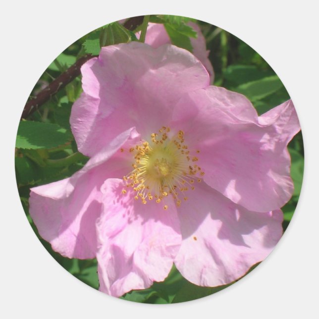 Aufkleber für wild lebende Rose (Vorderseite)