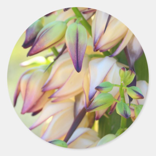 Aufkleber für Yucca-Blume (Vorderseite)