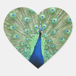 Aufkleber (hrt) - Pfau