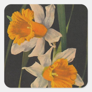 Aufkleber Jonquil Night Blume Daffodien Gartenarbe