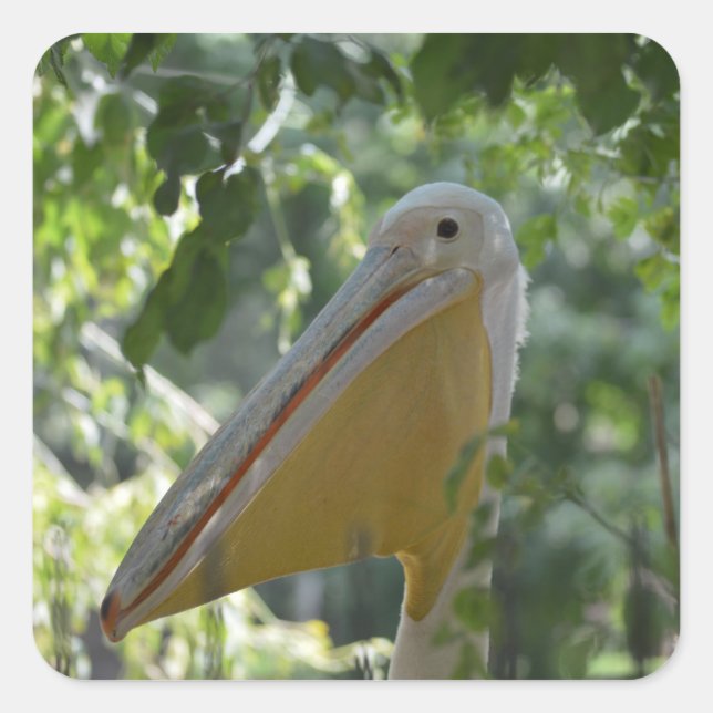 Aufkleber mit lustigem Pelikan (Vorderseite)