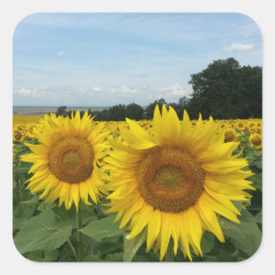 Aufkleber mit Sonnenblumenfeld