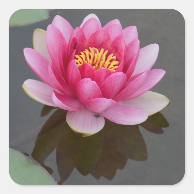 Aufkleber mit Wasserliliendesign (Vorderseite)