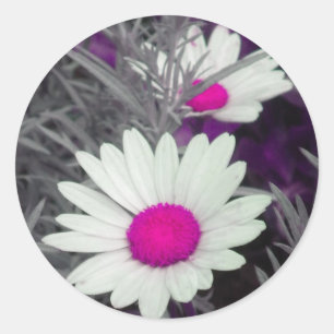 Aufkleber mit weißem Shasta Daisy (mit rosa)