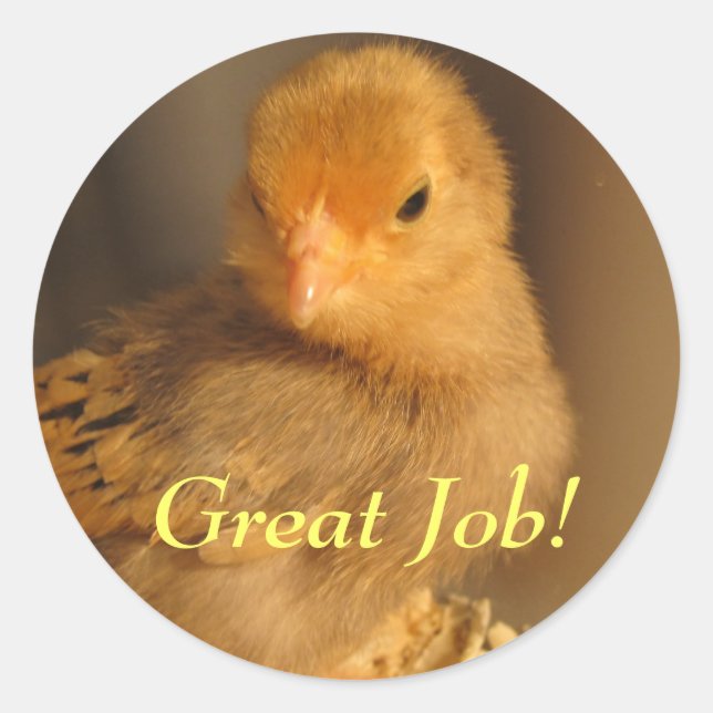 Aufkleber - Orangefarbene Küken (Vorderseite)