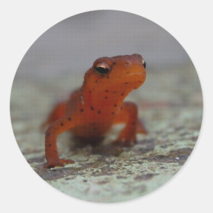 Aufkleber Ost-Newt