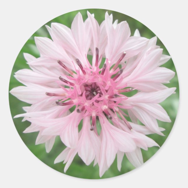 Aufkleber - Schaltfläche für das rosa/rosa Bachelo (Vorderseite)