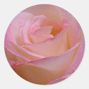 Aufkleber Schöne Rosa Rose