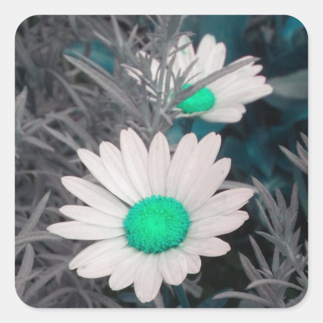 Aufkleber von White Shasta Daisy (w/Aqua) (Vorderseite)