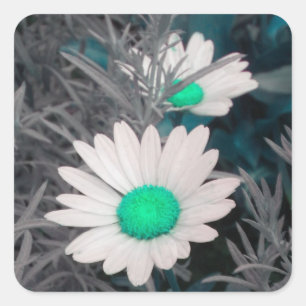 Aufkleber von White Shasta Daisy (w/Aqua)