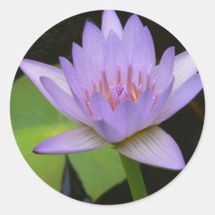 Aufkleber, weiche Lavendel-Seerose Runder Aufkleber