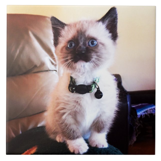 Aufmerksame niedliche siamesische Tierphotographie Fliese (Vorderseite)