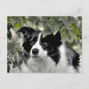 Aufmerksamer Border Collie in grünen Wäldern Postkarte