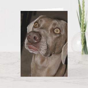 Aufmerksamer Weimaraner Karte
