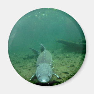 Aufpassendes Monster Magnet