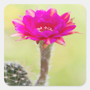 Aufregende Antimaterie Kaktus Blüte Quadratischer Aufkleber