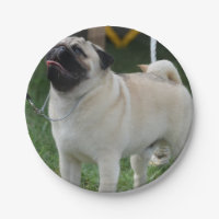 Aufstellung des Mops
