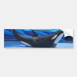 Aufstellung des Orca-Autoaufklebers Autoaufkleber