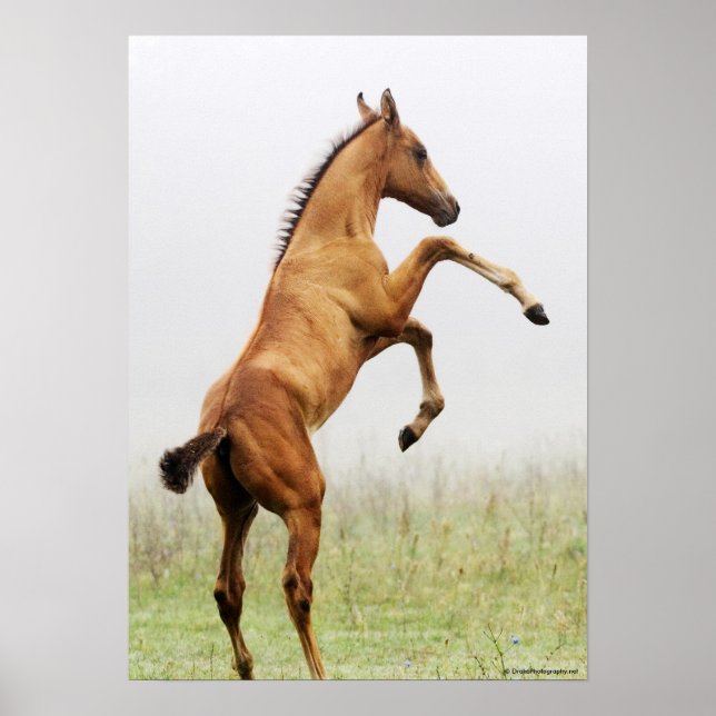 Aufzuchtkalt Poster (Vorne)