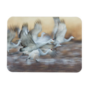 Aufzug von Sandhill Cranes Magnet