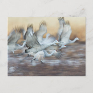 Aufzug von Sandhill Cranes Postkarte