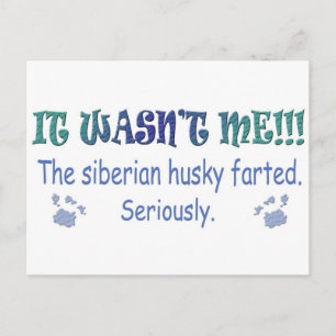 aug315fartSiberianHusky.jpg Postkarte