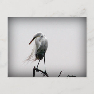Aug Postkarte