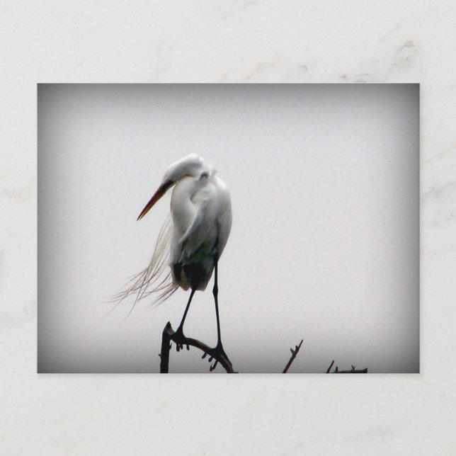 Aug Postkarte (Vorderseite)
