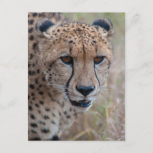 Auge bis Augen - Gepard Postkarte