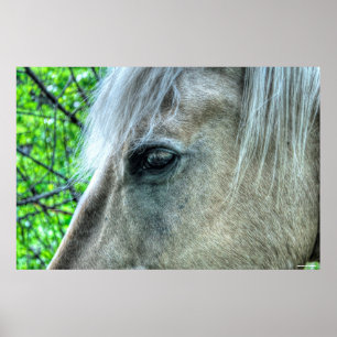 Auge der weißen Ranch Mare Foto 2 Poster