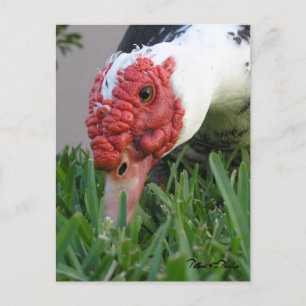 Auge des Nah-up-Entenfotos Postkarte