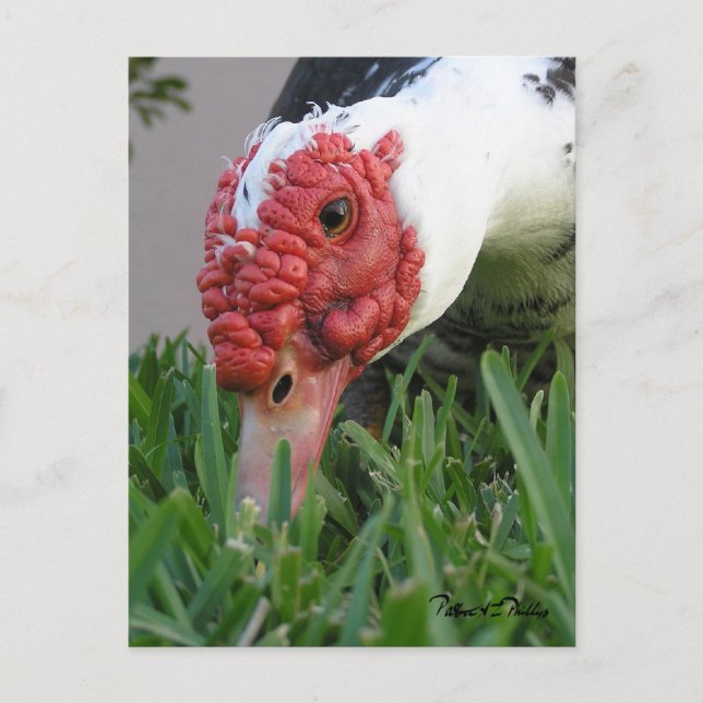 Auge des Nah-up-Entenfotos Postkarte (Vorderseite)