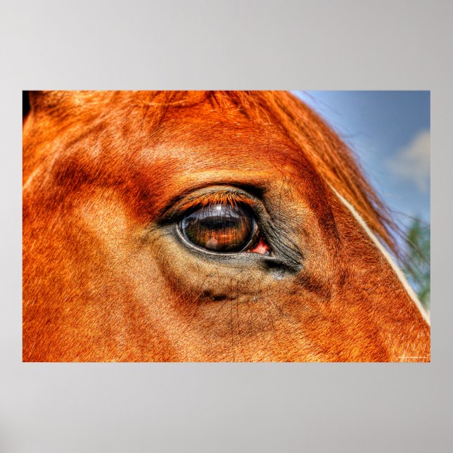 Auge des Roten Dun Mare Pferde Equine Foto Poster (Vorne)