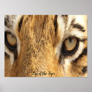 Auge des Tiger-Posters Große Katze Poster