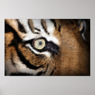 Auge des Tigers Poster