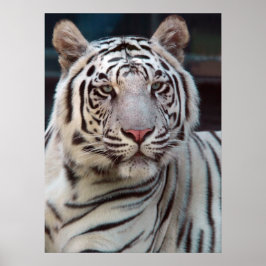 Auge des Tigers Poster