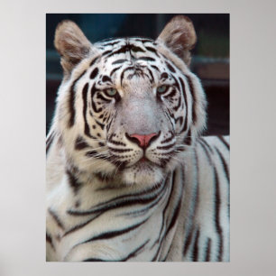 Auge des Tigers Poster