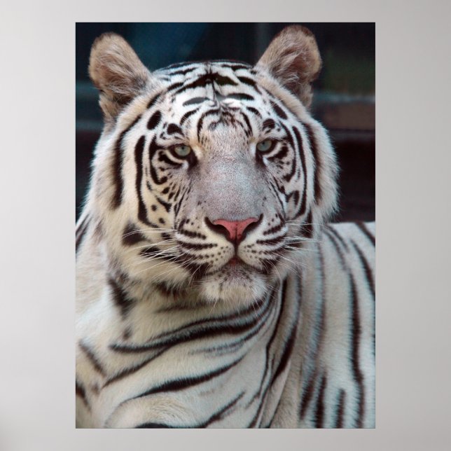 Auge des Tigers Poster (Vorne)