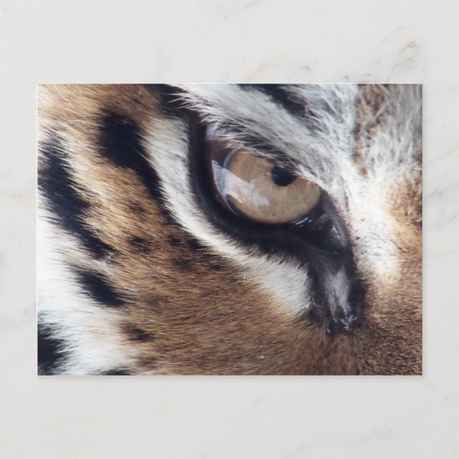 Auge des Tigers Postkarte (Vorderseite)