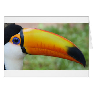Auge des Toucan