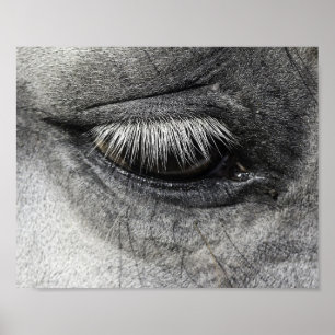 Auge, equine fine art nahe to photography, poster